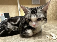 -达爱动物医院·犬猫分区·CT·复杂眼科(远洋山水分院)