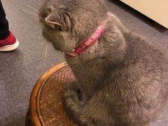 -猫色咖啡·猫咖