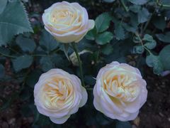 -人民公园(罗湖区)