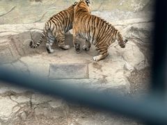 -大连森林动物园