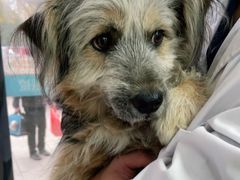 -小叮当动物医院·骨科·眼科