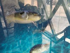 -肆月河豚·新淮扬(金融街店)