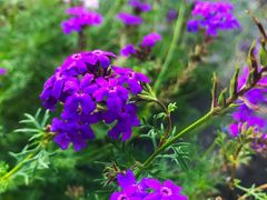 -上海鲜花港