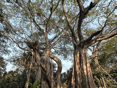 -瑞丽独树成林风景区