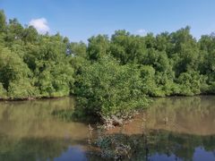 -大亚湾红树林城市湿地公园