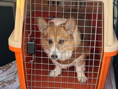 -北宅大永樱桃采摘基地(崂山总部)