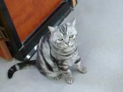 -安安宠医宠物医院·异宠·犬猫内科(岳阳分院)