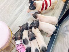 -猪盟咖啡店(玖洲道店)
