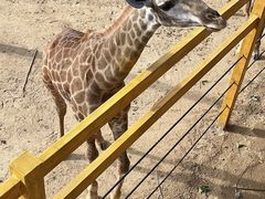 -西霞口神雕山野生动物世界