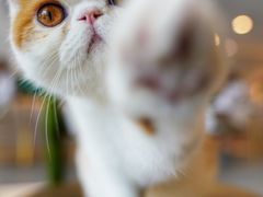 -飞行喵MR PILOT|猫舍·猫咖(静安大融城店)