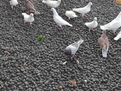 -西湖外事游船(湖滨二公园外事游船码头)