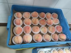 -老袁家蜜桃农场·阳山水蜜桃