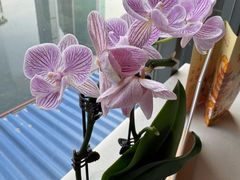 -珈境湖畔餐厅·湖北菜·江浙菜•樱花季(西北湖店)