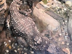 -上海大自然野生昆虫馆(东方明珠·爬宠昆虫探索中心)