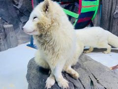 -海合安青岛极地海洋公园