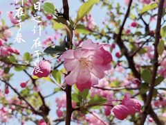-嘉定紫藤园