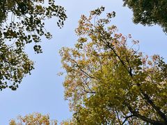 -黄兴公园