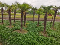 -歌斐颂巧克力小镇