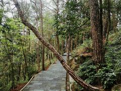 -铁山坪森林公园