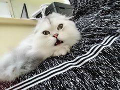 -瑞鹏宠物医院·骨科·猫科·内科(第一中心)