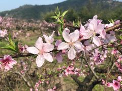 -桑洲油菜花景区
