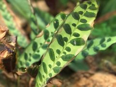 -南通洲际绿博园