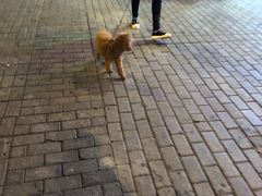 -千机网·翎杰手机电脑维修中心(上海海阳路店)