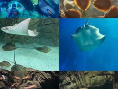 -珠海长隆海洋王国