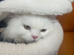 -申普宠物医院·心脏介入·心血管微创(总院)