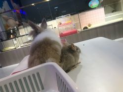 -Moni星球萌宠·小马宝莉·灵蛇·高端高阶全萌宠互动体验俱乐部(红豆国际广场店)