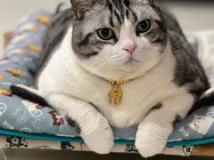-创凡宠物医院·骨专科  猫科中心(西乡分院)