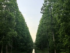 -黄海国家森林公园