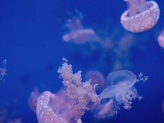 -江和美海洋公园