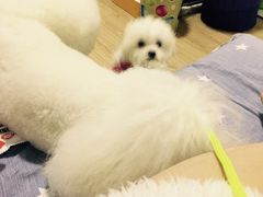 -佳雯宠物医院(四明中路分院)