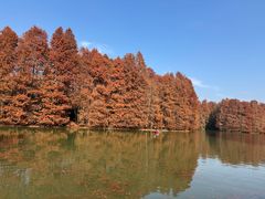 -上海海湾国家森林公园