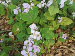 -北京大学燕东园