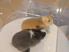 -喵宠乐园·撸猫互动·猫舍