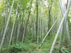 -上海佘山国家森林公园天马山园