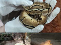-上海大自然野生昆虫馆