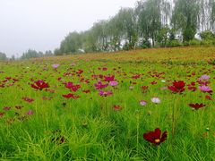 -洨河生态公园