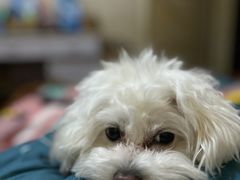 -顺强宠物诊所·狂犬免疫·夜诊·骨科(嘉定店)