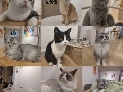 -有喵·猫咖·狗咖·30几只猫10只小狗(岗厦店)