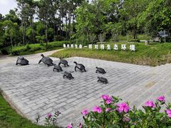 -广东惠东海龟国家级自然保护区