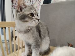 -楼上猫咖(罗湖店)