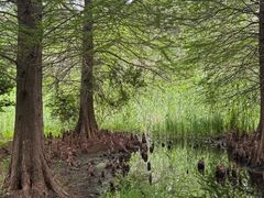 -溱湖国家湿地公园