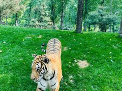 -北京野生动物园