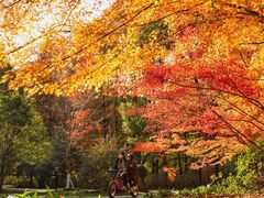 -上海共青森林公园