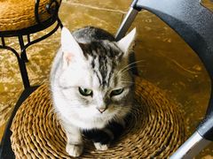 -猫猫幼稚园·撸猫·桌游·电玩