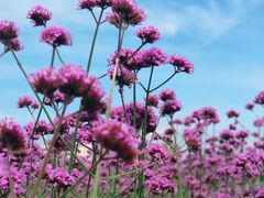 -敬亭山风景名胜区