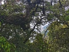 -云南屏边大围山国家公园